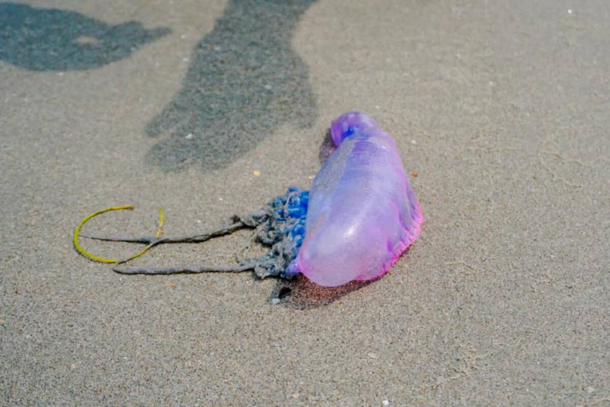 EPA lanza alerta en Cartagena: si ve una fragata portuguesa, ¡aléjese!