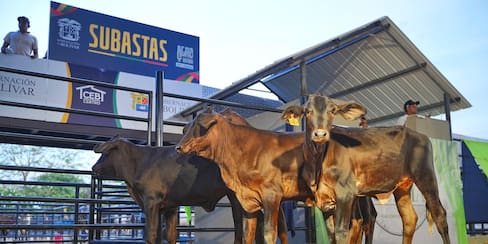 AgroBolívar 2025 genera ventas por más de un millón de dólares