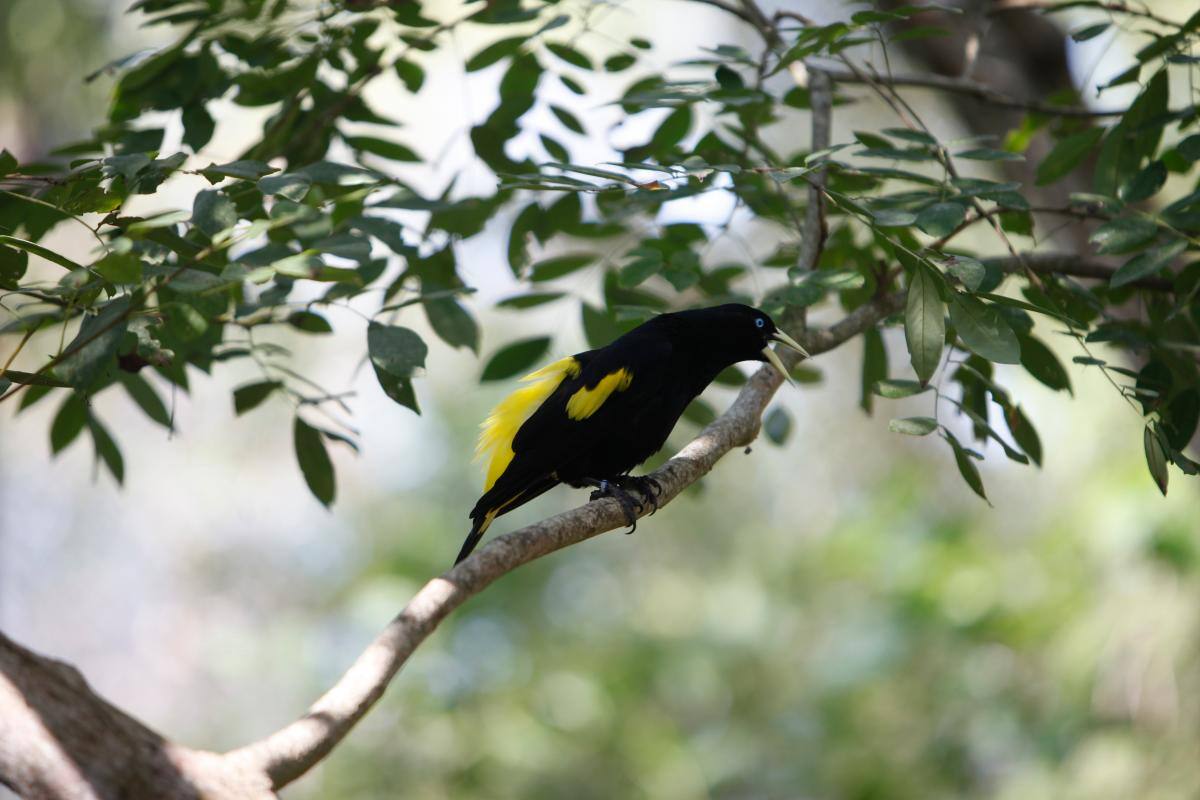 Aviario Nacional de Colombia, en Barú, abrirá sus puertas