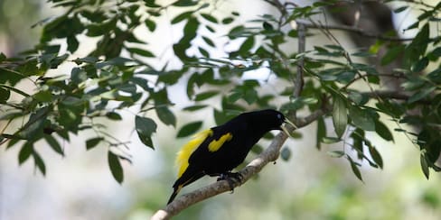 Aviario Nacional de Colombia, en Barú, abrirá sus puertas