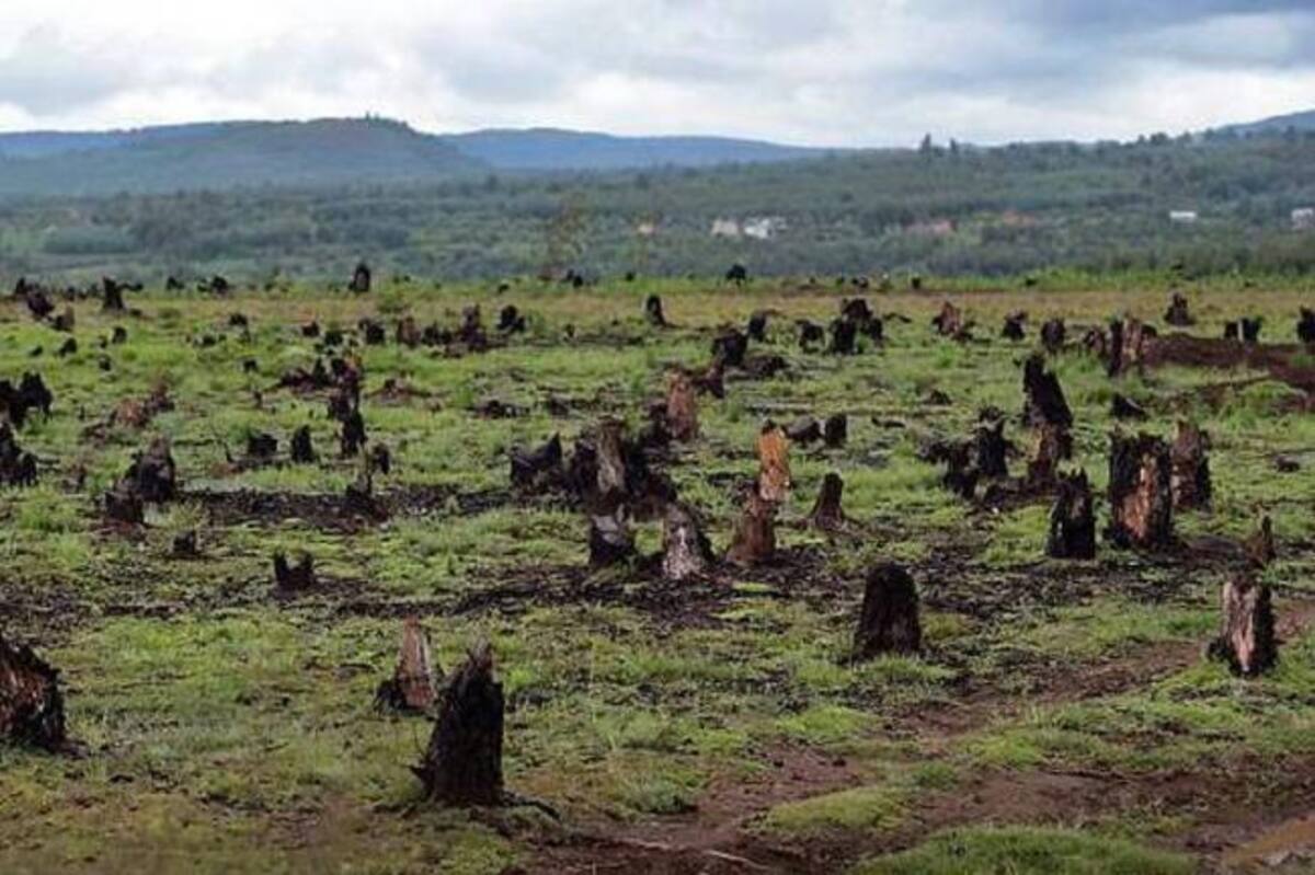 El IDEAM precisó que en 2015 la deforestación "se concentró principalmente en las regiones Amazonía (sur) con el 46% y la región Andina (centro-sur), con el 24% del total nacional". Colprensa
