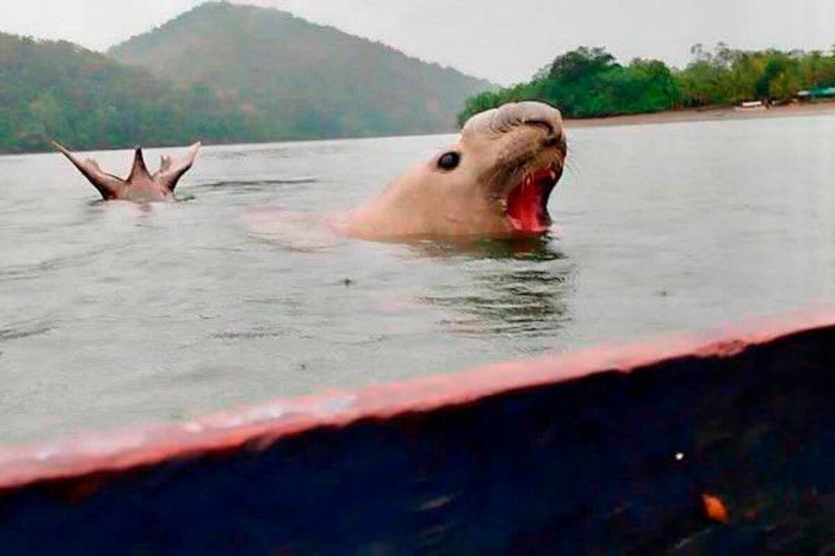 Por matar a elefante marino perdido: cazadores podrían enfrentar esta pena