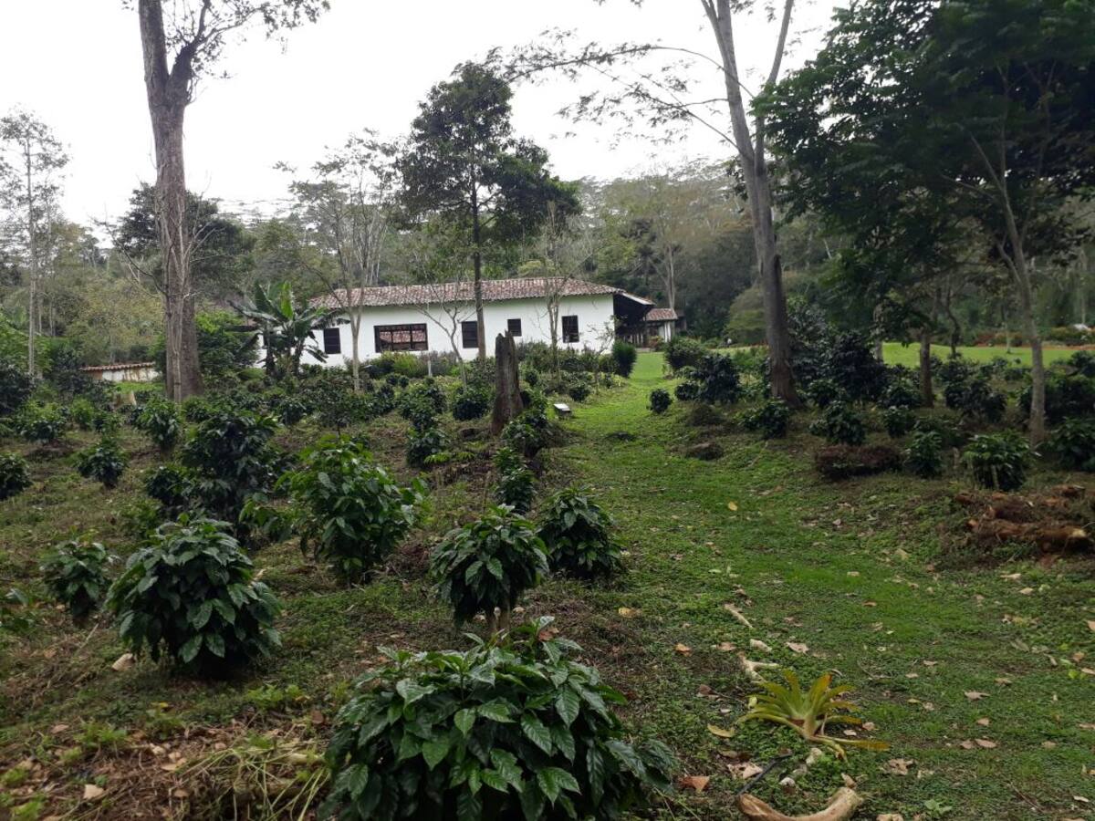 Hacienda El Roble, donde se cultiva el café orgánico. Andrea Rodríguez.