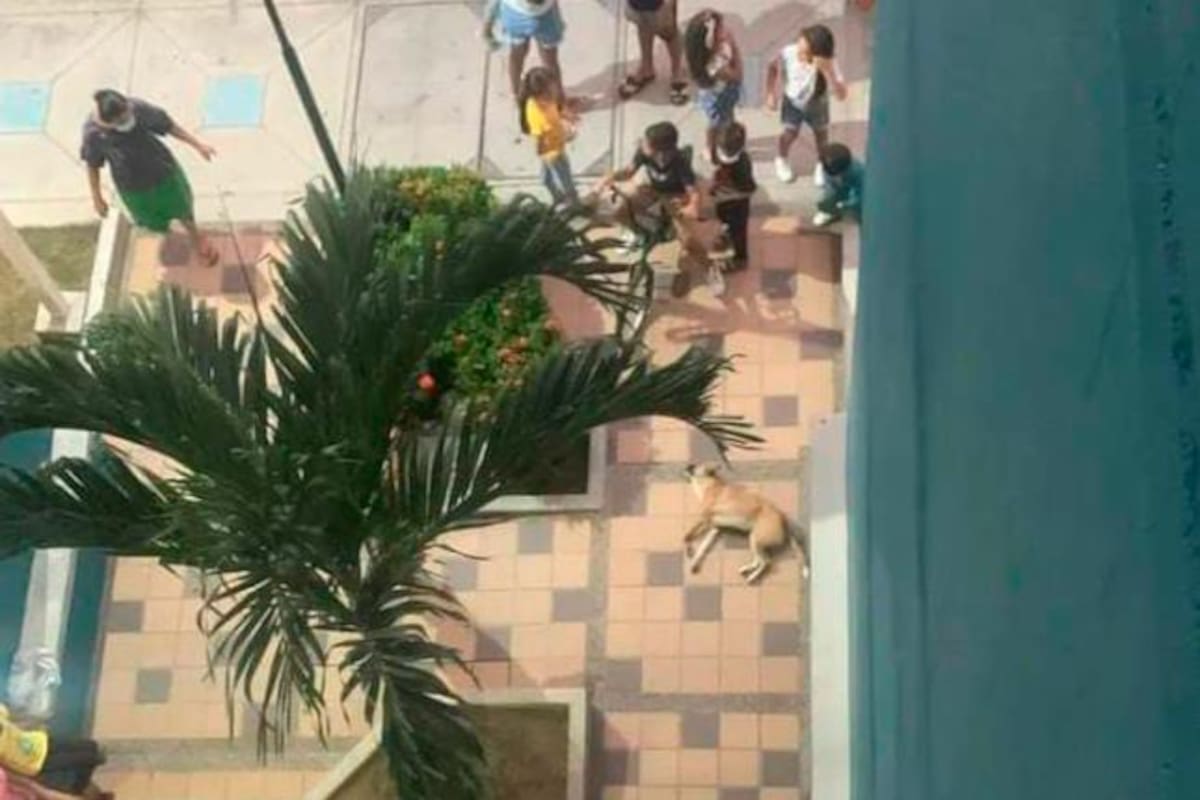 Perro muere tras ser lanzado de un piso alto porque perdió Colombia