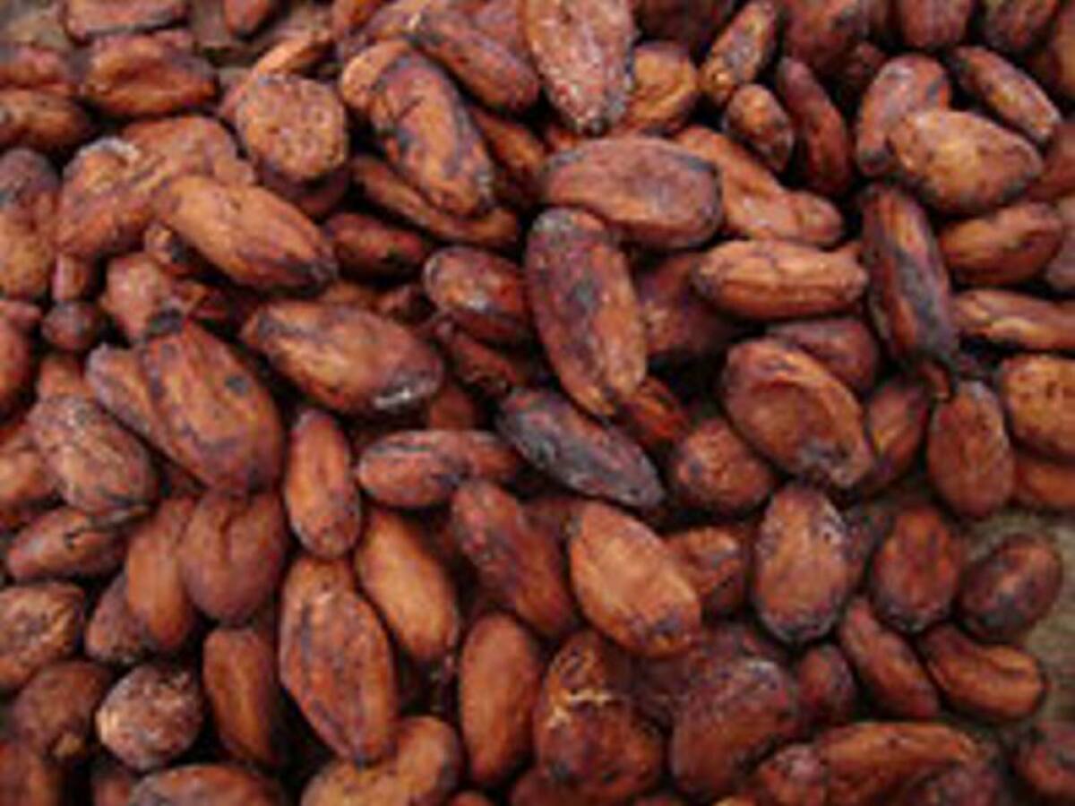 El objetivo de ICA es alcanzar la sostenibilidad del sector cacaotero y mejorar la condición fitosanitaria del cultivo. COLPRENSA