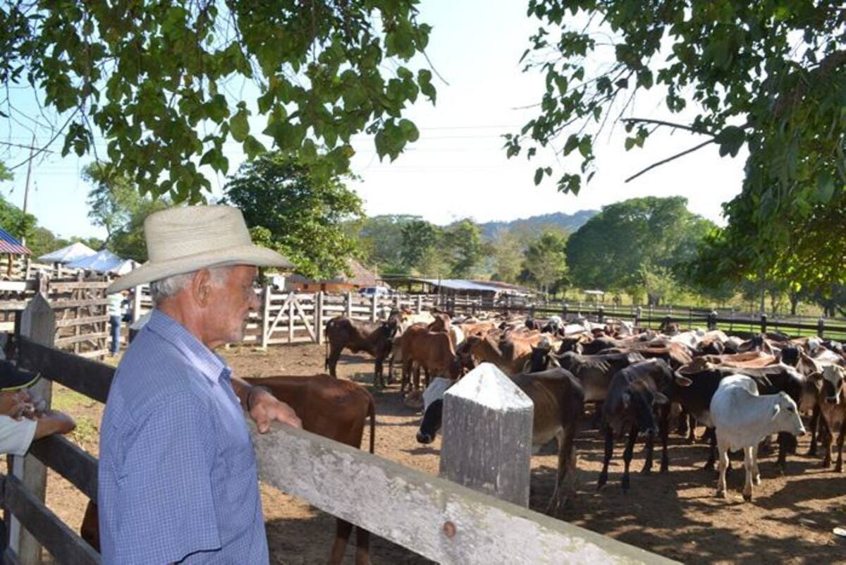 103 cabezas de ganado e insumos de siembra fueron entregados a pequeños productores de San Juan Nepomuceno. CORTESÍA