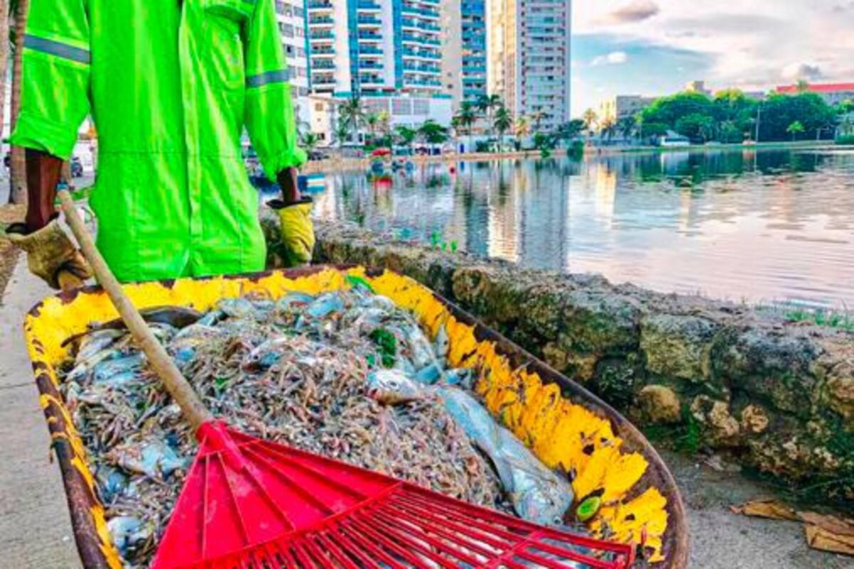 “En Cartagena los peces no solo se mueren por falta de oxígeno”