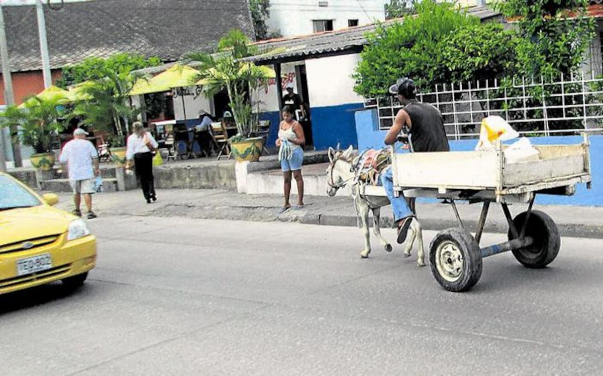 Sin importarle su propia integridad, y mucho menos la de los demás, este carromulero anduvo un tramo en contravía por la Cuarta Avenida de Manga, la cual tiene un solo sentido vial que es sur-norte. El infractor circuló de norte a sur (en sentido Centro – Bosque). PEDRO TORRES-EL UNIVERSAL