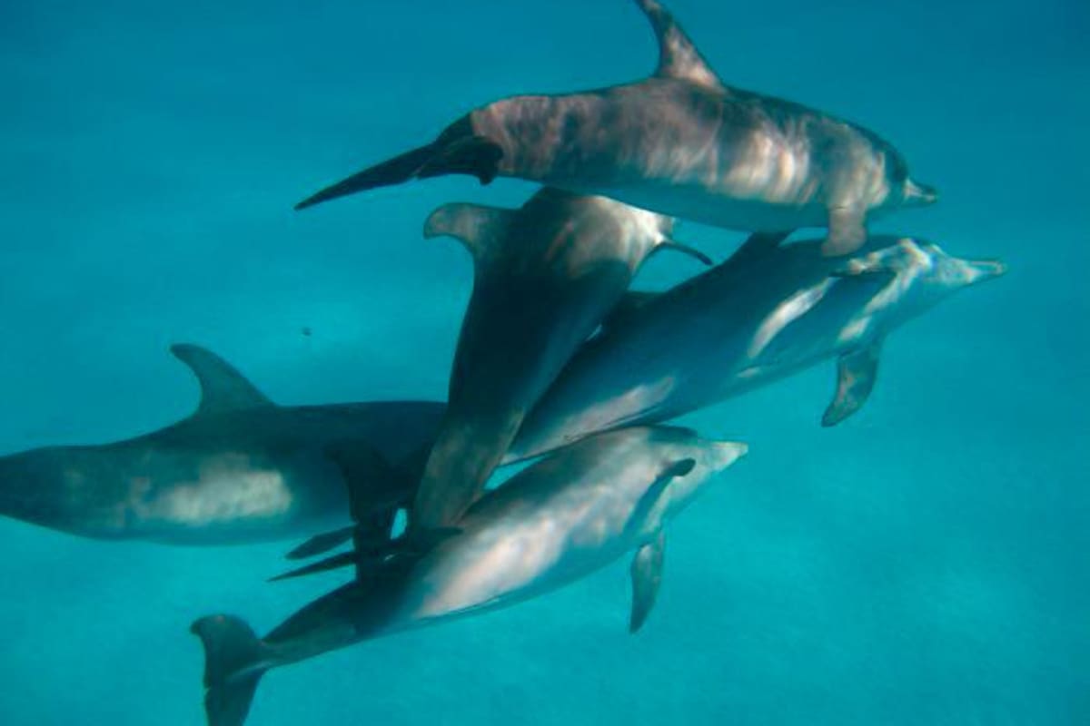 Identifican 12 especies de cetáceos en el mar de Cartagena