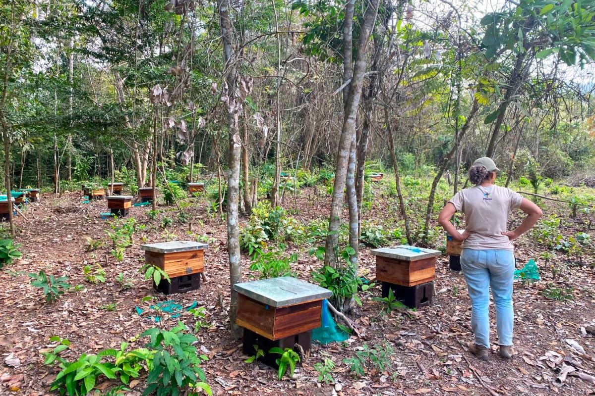 En Bolívar producen miel de abejas para prevenir el trabajo infantil