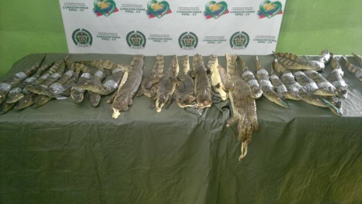 Pieles de Babilla incautadas Cortesía