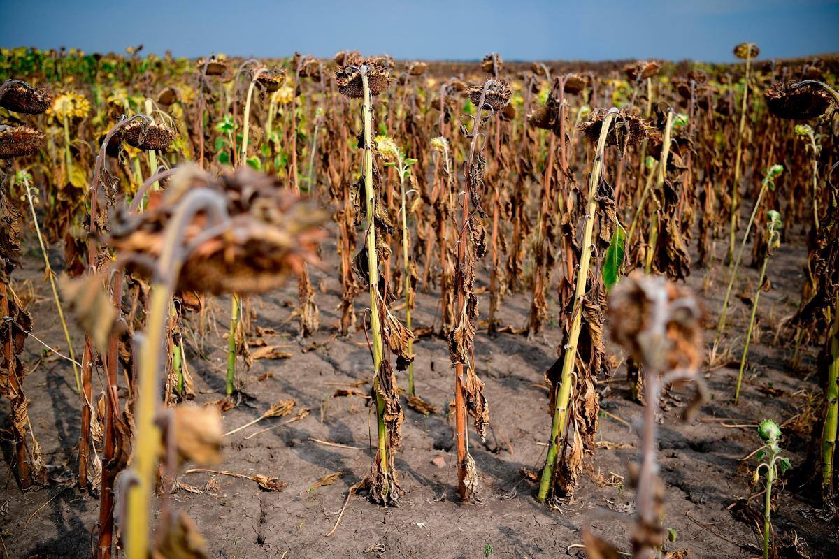 Calor extremo y megasequías de cinco años son más probables para 2050