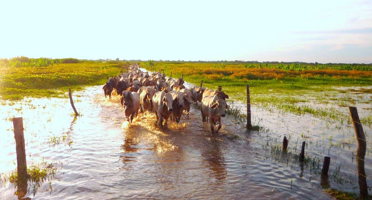 La ganadería no se escapa de las inundaciones y es común ver imágenes como estas en zonas ribereñas. // ARCHIVO