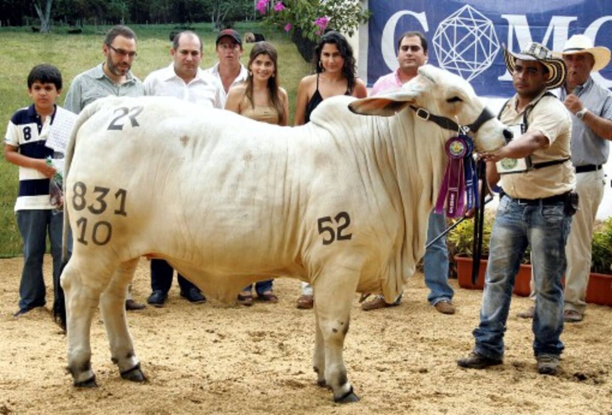 El ejemplar 2R “El Alivio” 831-10 de la hacienda El Alivio de Cereté, campeona intermedia de Brahman. MANUEL SANTIAGO PÉREZ/EL UNIVERSAL/