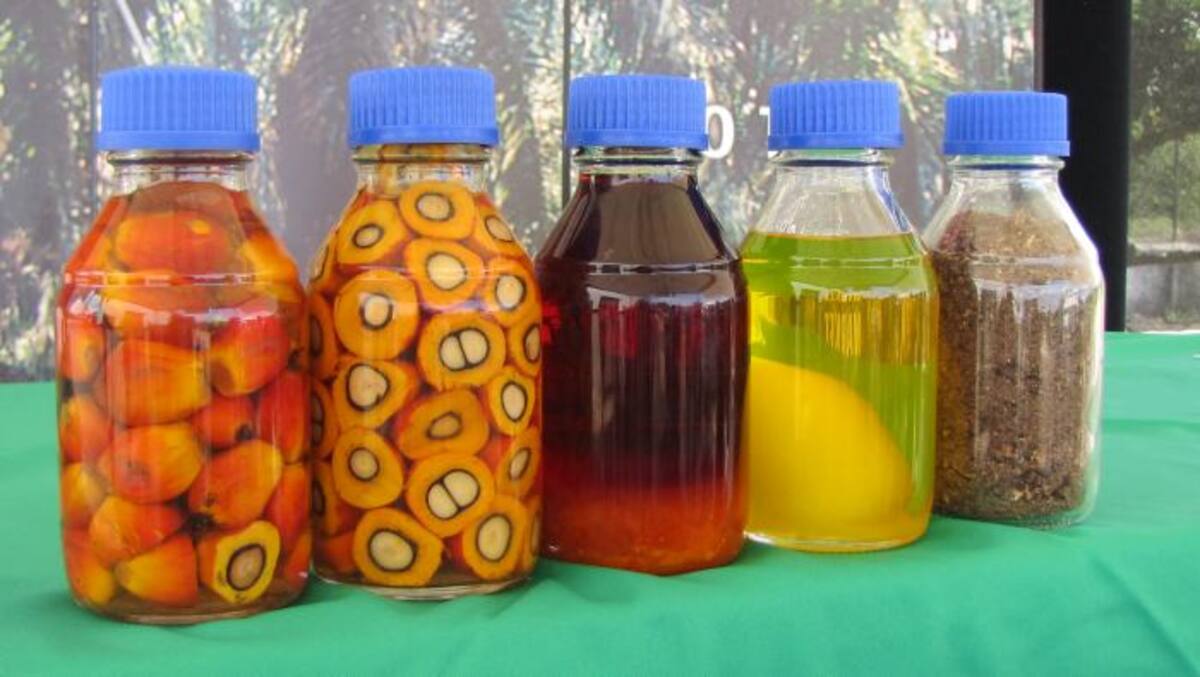 Actualmente, el aceite de palma es el segundo aceite más consumido en el mundo Hermes Figueroa Alcázar