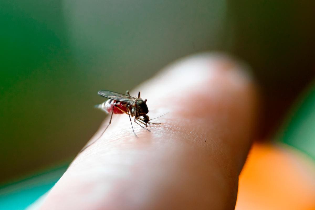 5.000 muertes en 2023: elevan a alto el riesgo de expansión global del dengue