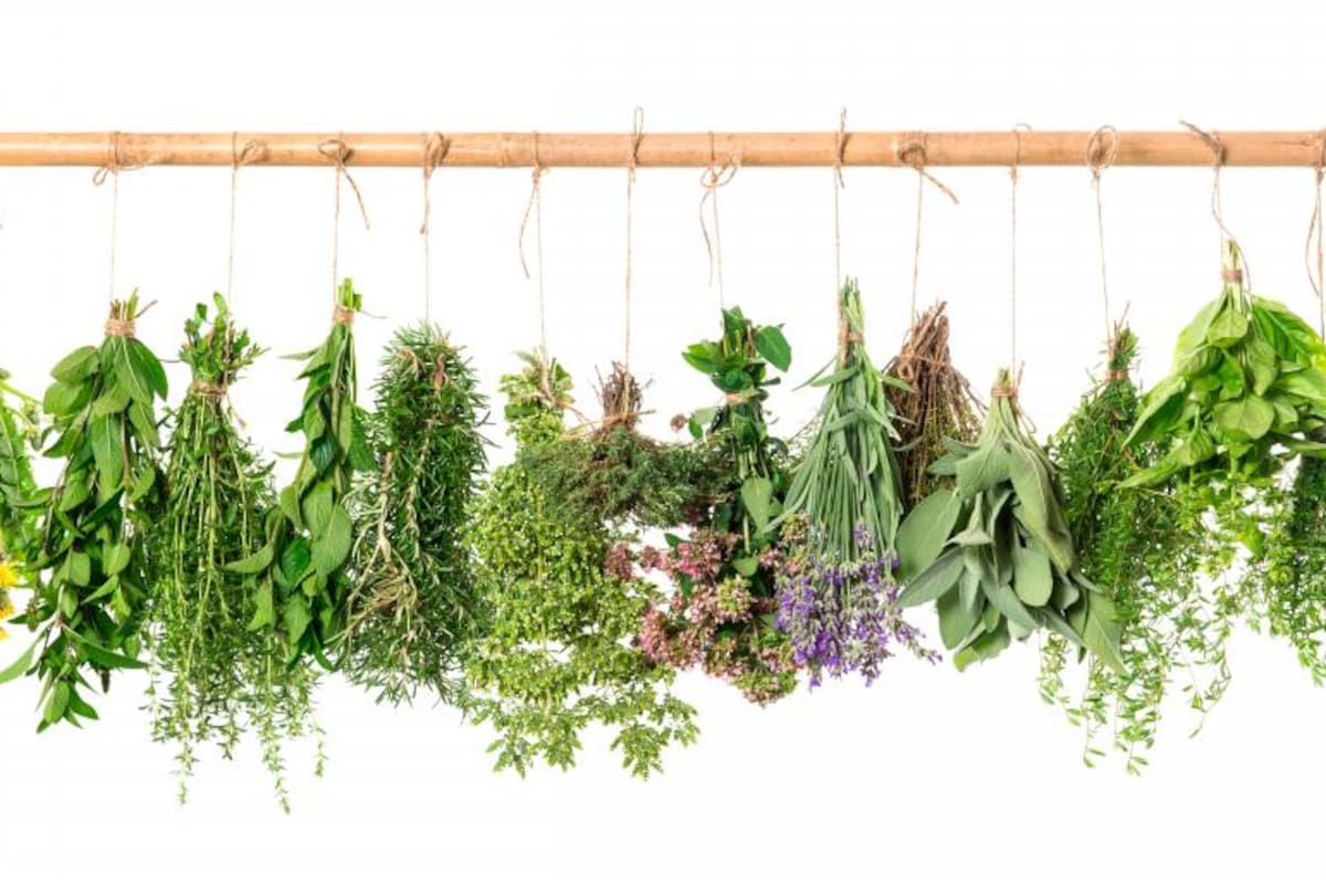 Cuándo y cómo usar plantas medicinales