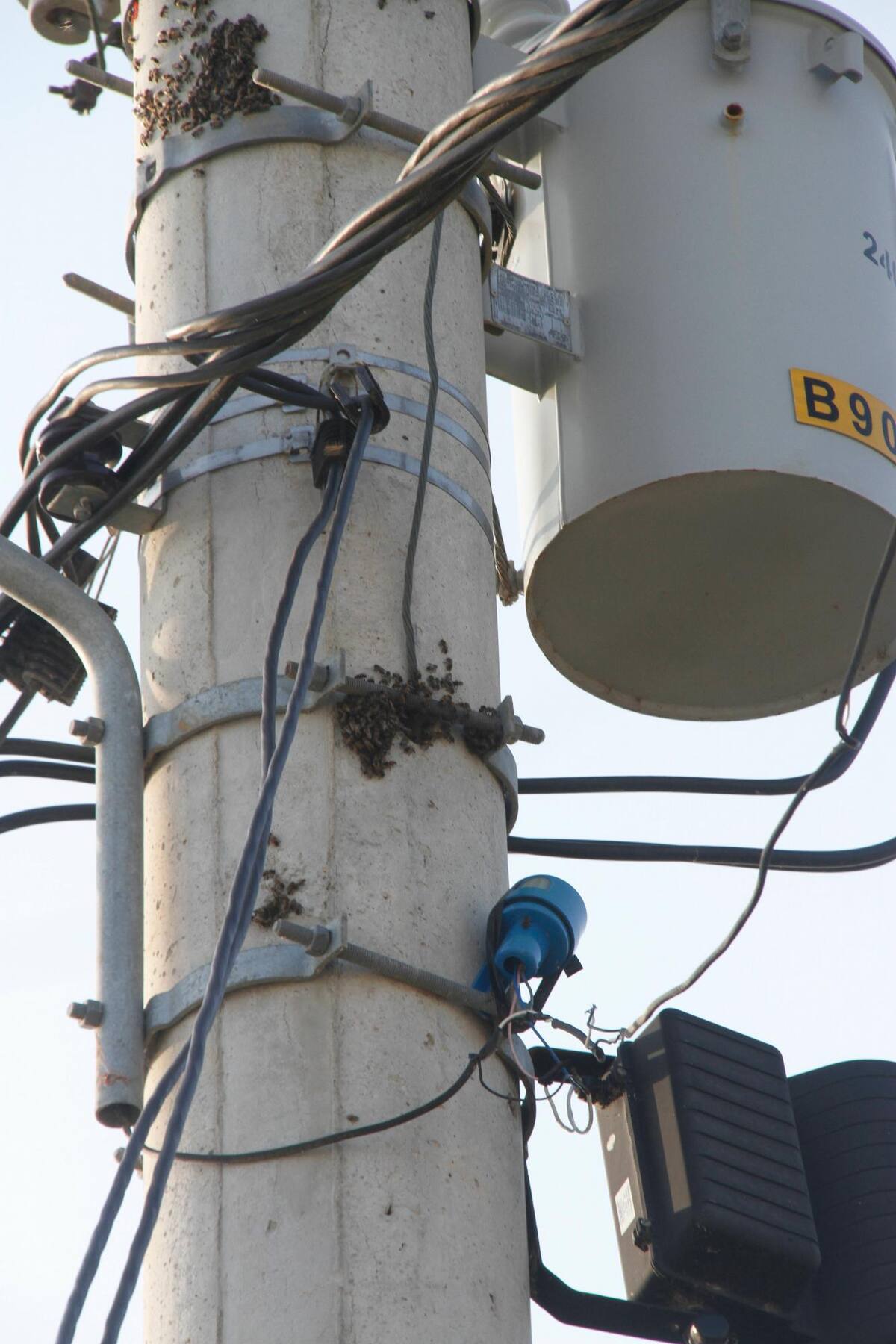 Las abejas africanas y los transformadores incendiados lideraron el ránking de las emergencias del año.