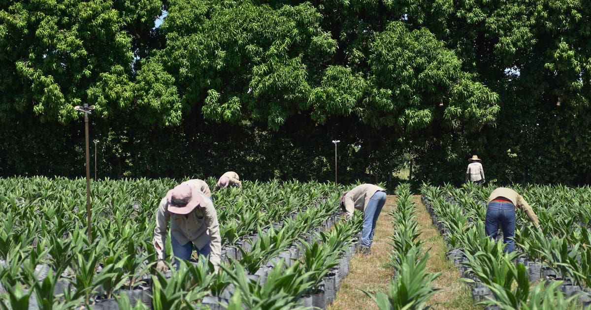 Esto le costará a los palmicultores la renovación de 141 mil hectáreas de palma