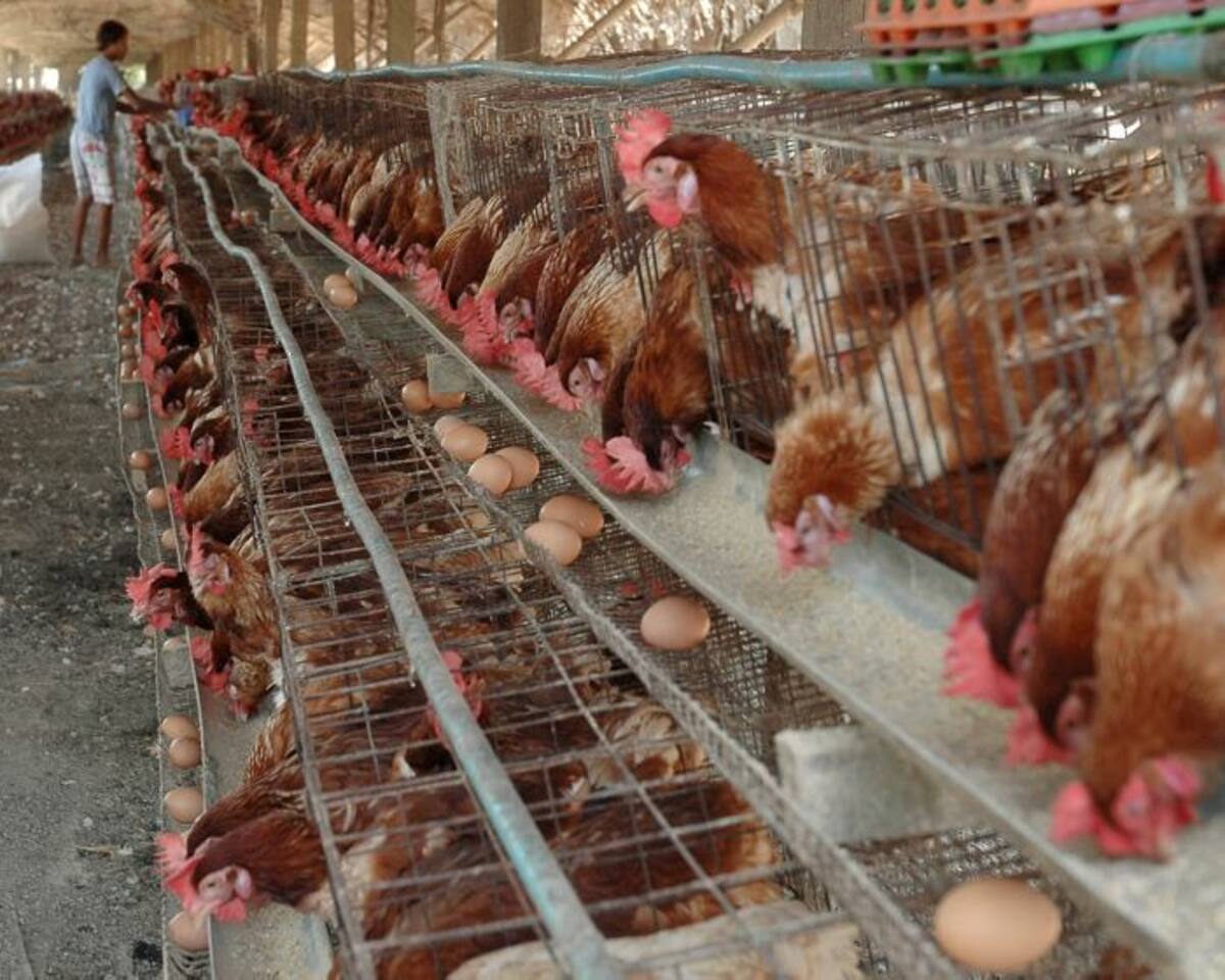 El virus H7N9 que causó al menos 22 muertos en China proviene de pollos, pero no hay ninguna prueba de una transmisión entre seres humanos. AFP KHIN MAUNG WIN