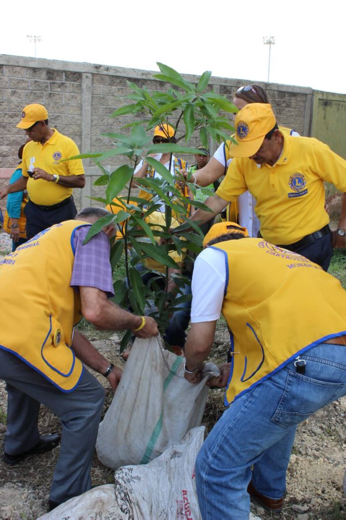 Jornada de arborización del Club de Leones Cartagena de Indias realizada en la Villa Olímpica de esta ciudad.