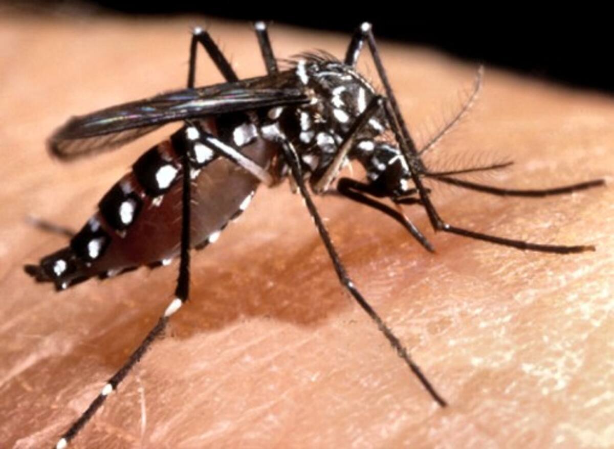 El vector del dengue es un mosquito llamado Aedes Aegypti, el cual, al estar infectado, puede transmitir el virus al picar a personas sanas. ARCHIVO EL UNIVERSAL