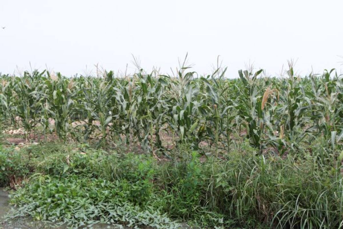 El Gobierno nacional quiere repotenciar las siembras de ñame, yuca, maíz y aguacate, que se realizan en pequeñas parcelas. archivo el universal