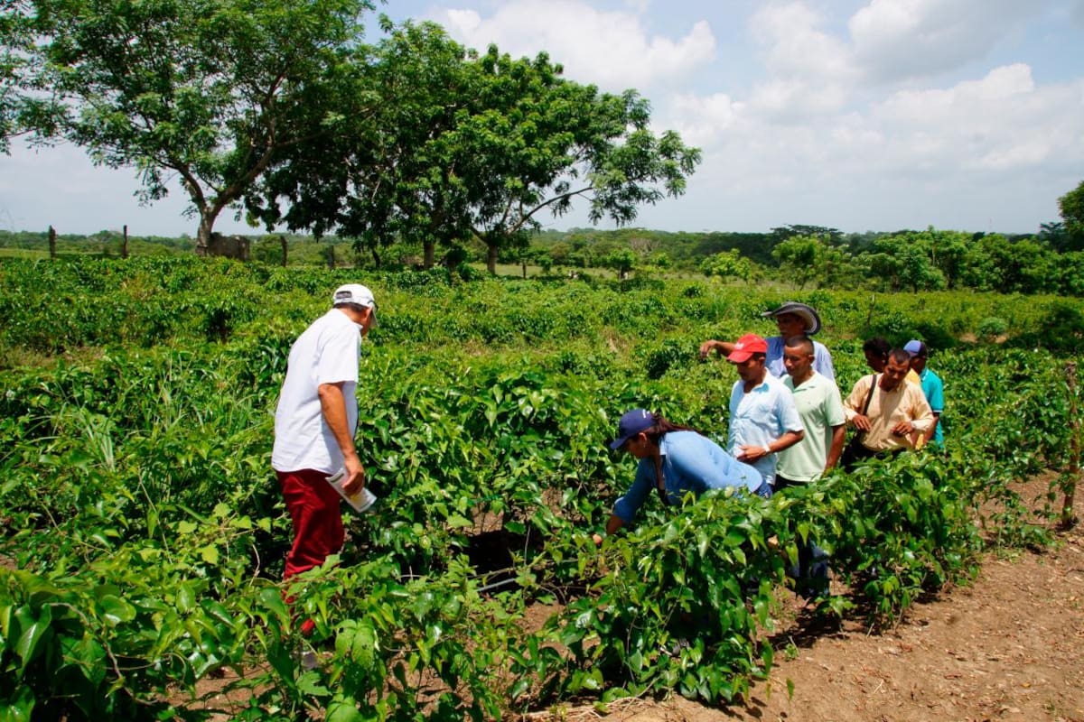 Exportarán ñame cultivado por familias restituidas de Bolívar y Sucre