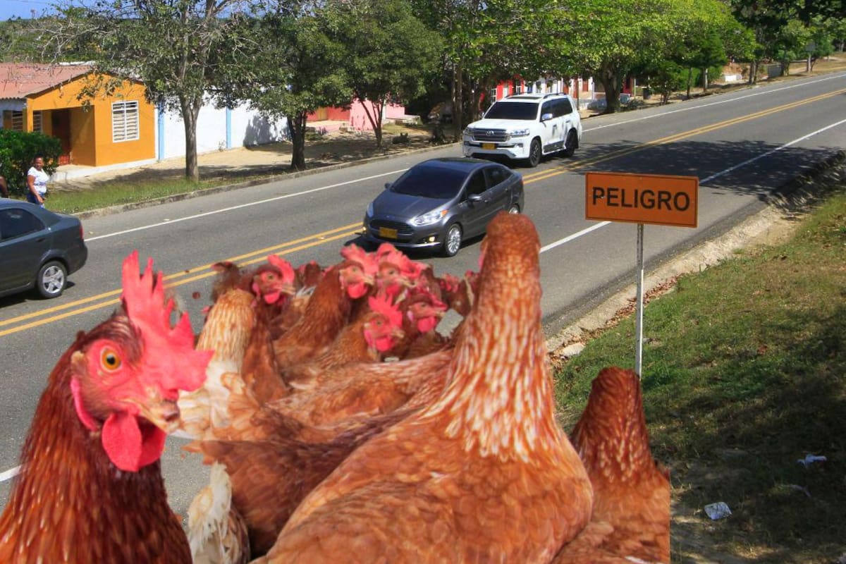 ¡Atención! Emergencia sanitaria en Colombia por fiebre aviar, un caso en Cartagena