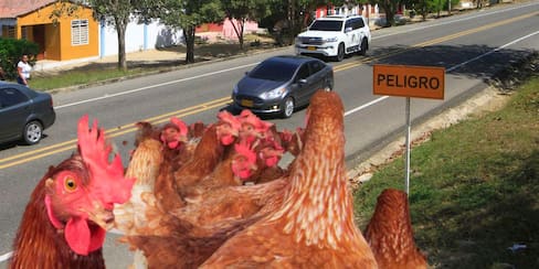 ¡Atención! Emergencia sanitaria en Colombia por fiebre aviar, un caso en Cartagena