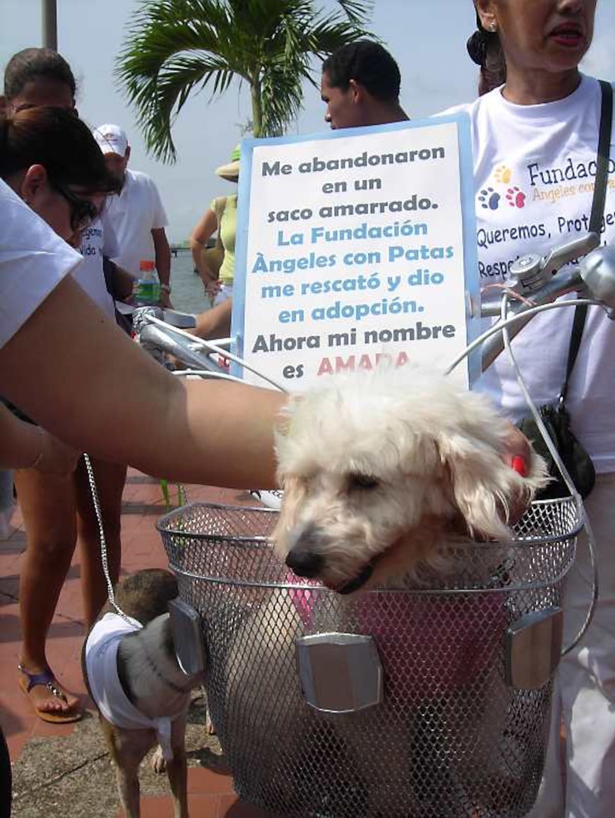 Perrita abandonada y adoptada.