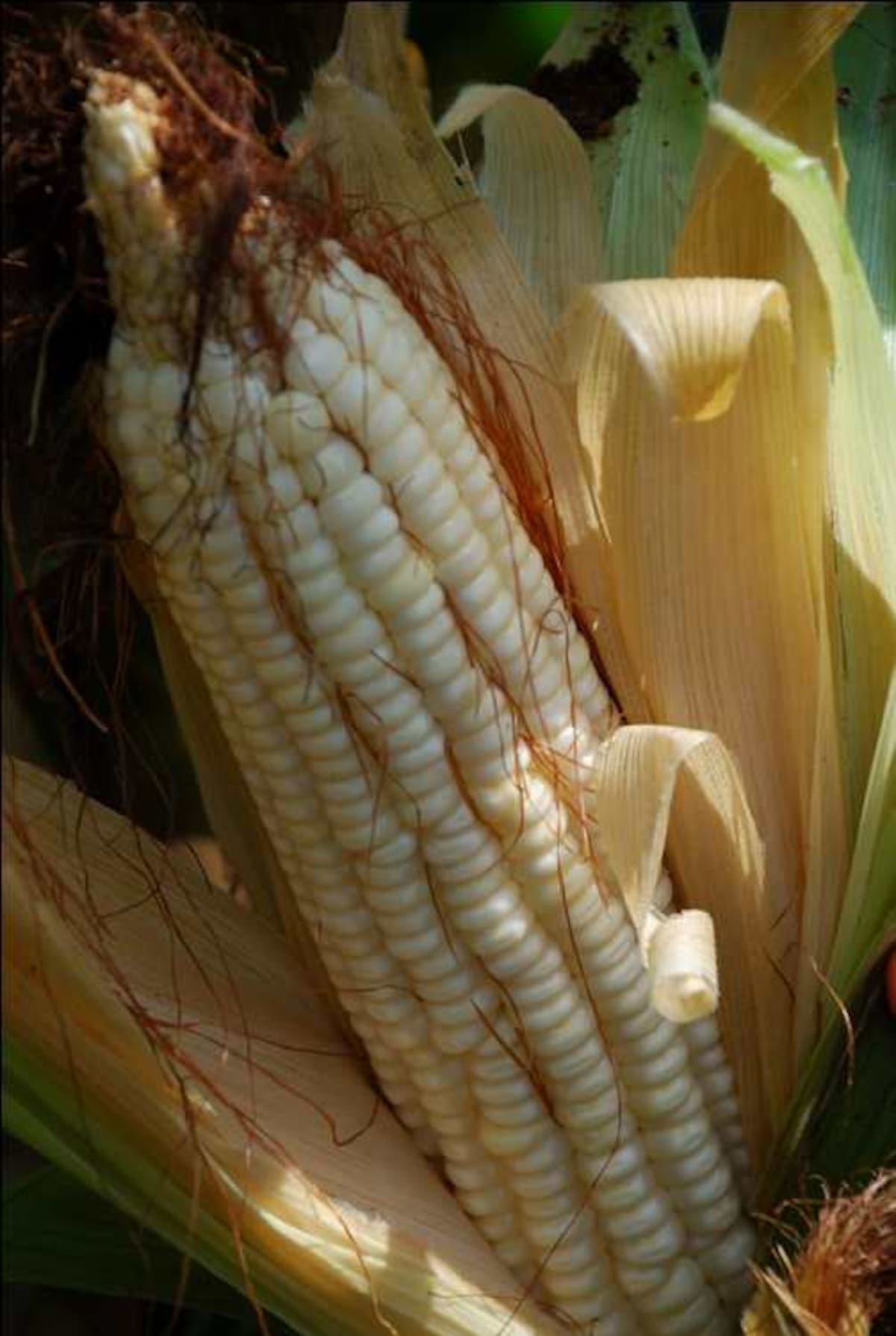 Maíz transgénico. CORTESÍA