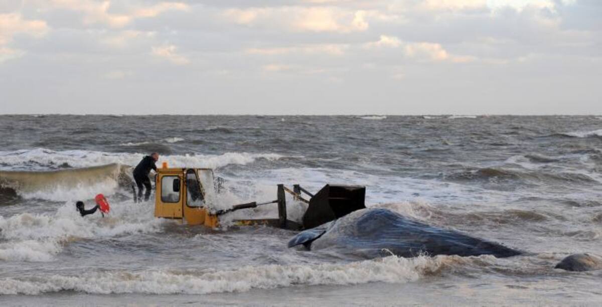 En Montevideo intentan retirar una ballena que apareció muerte en una playa. AFP MIGUEL ROJO