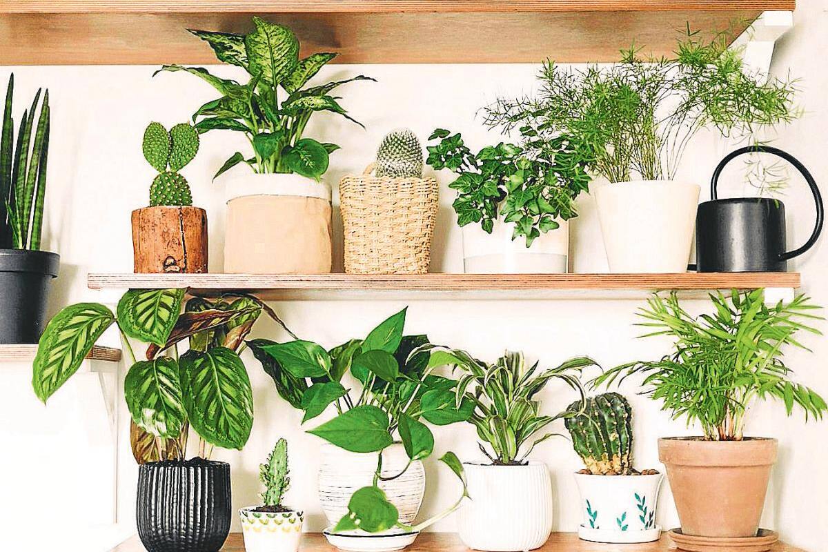 Plantar en casa, la tendencia en jóvenes