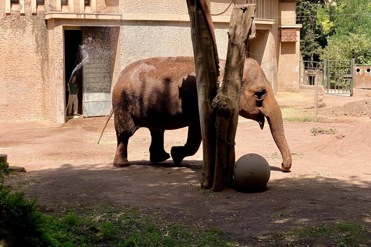 Un cuidador refresca con un manguerazo a un elefante en el Zoológico de Roma. //EFE