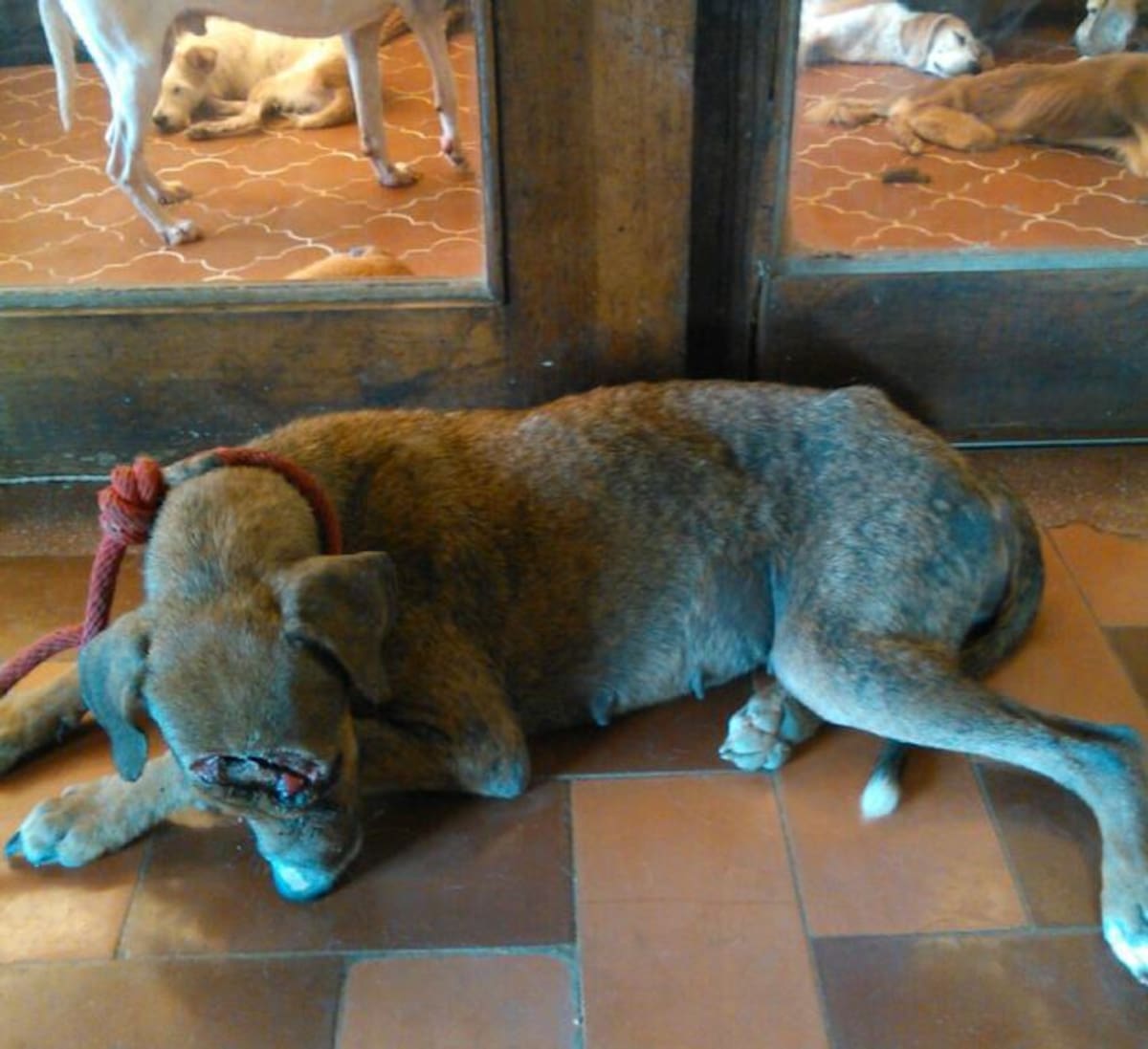 El perrito encontrado en Albornoz sufre de fractura en el cráneo debido al ataque que le hicieron con un machete Cortesía.