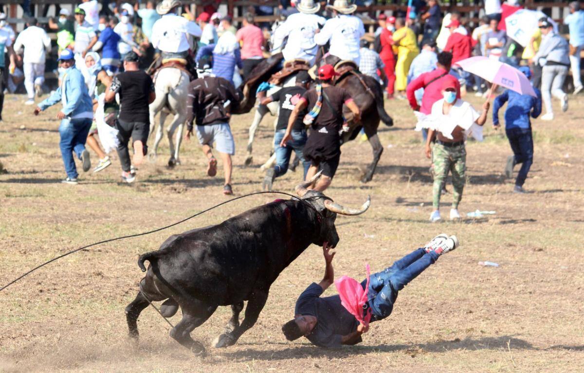 El toro ya empezaba a ser recogido, cuando le causó tremendo susto al aficionado. // Manuel Santiago Pérez.