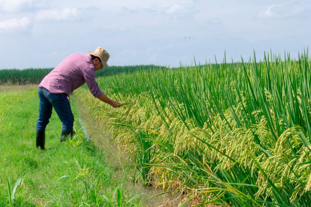Ahora, arroz biofortificado con zinc