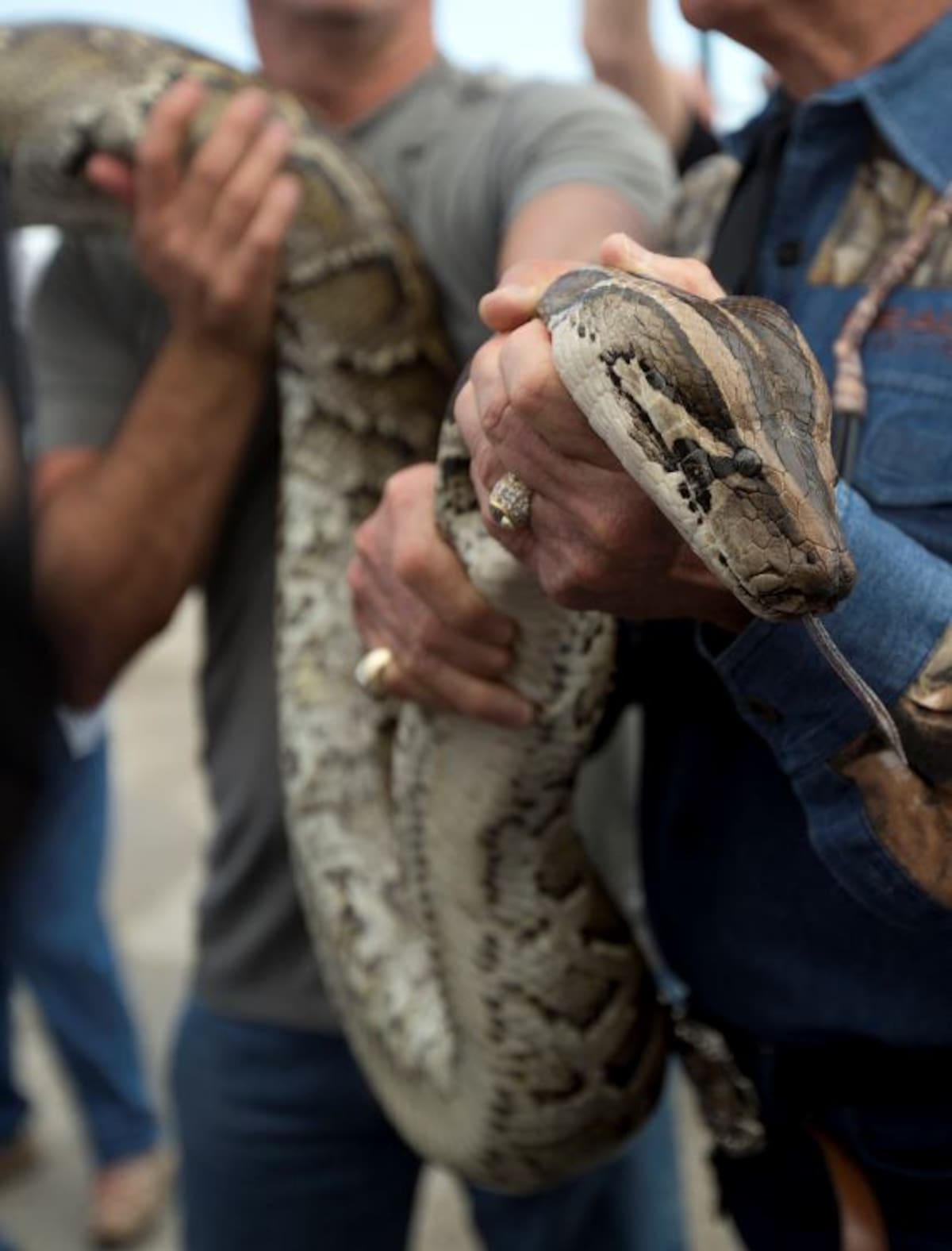 Serpiente pitón. AP J Pat Carter