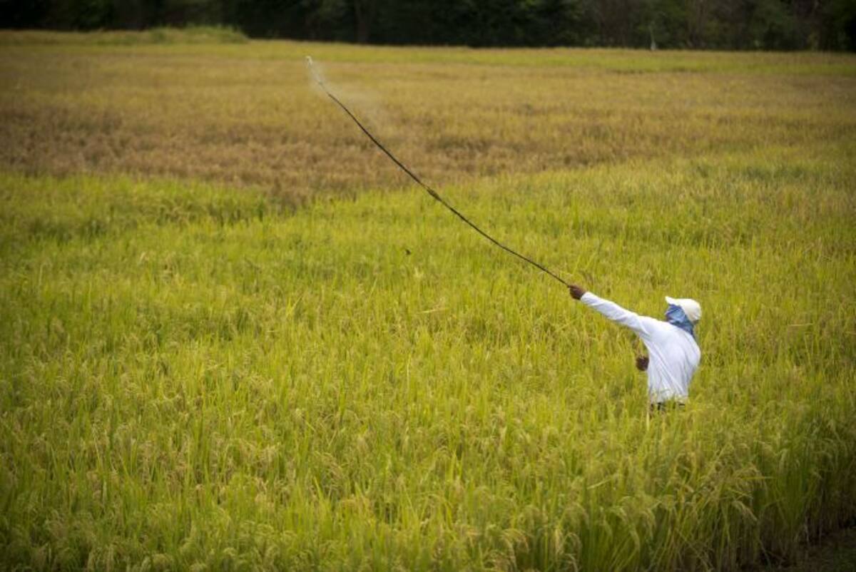 En menos de una década, la región ha sufrido cambios drásticos: la temperatura mínima subió tres grados, la humedad aumentó a 85%, y las lluvias se volvieron erráticas, alternándose inundaciones y sequías. AFP EITAN ABRAMOVICH