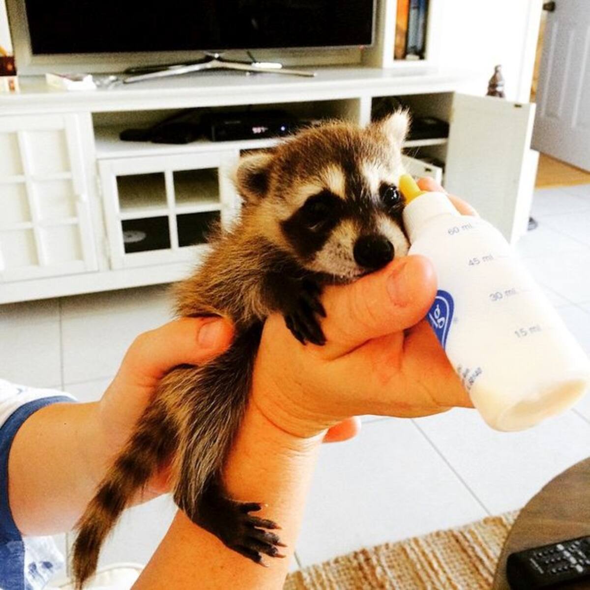Mapache recién rescatado Instagram de Laura Young