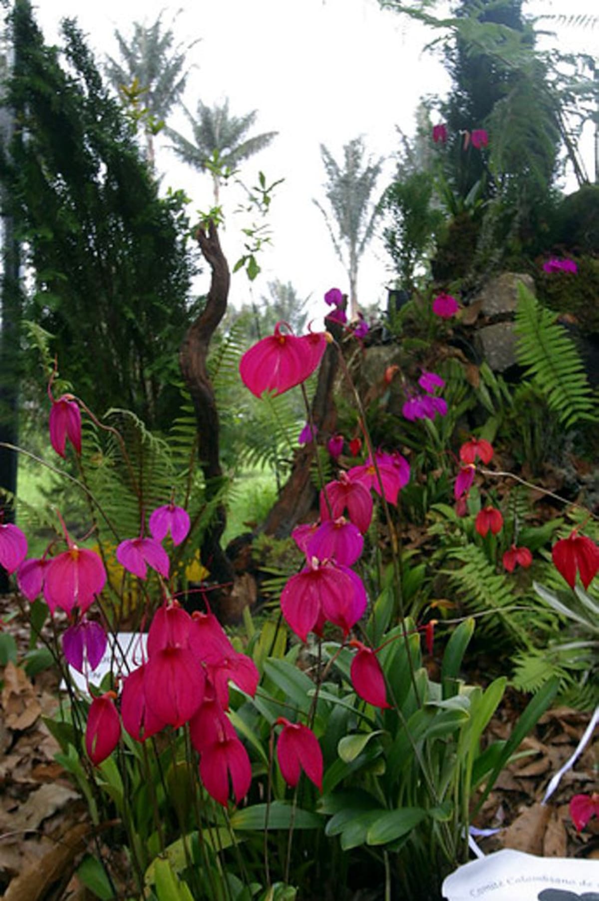El sendero Hyca-Quye es un importante representante de la flora de Colombia. COLPRENSA