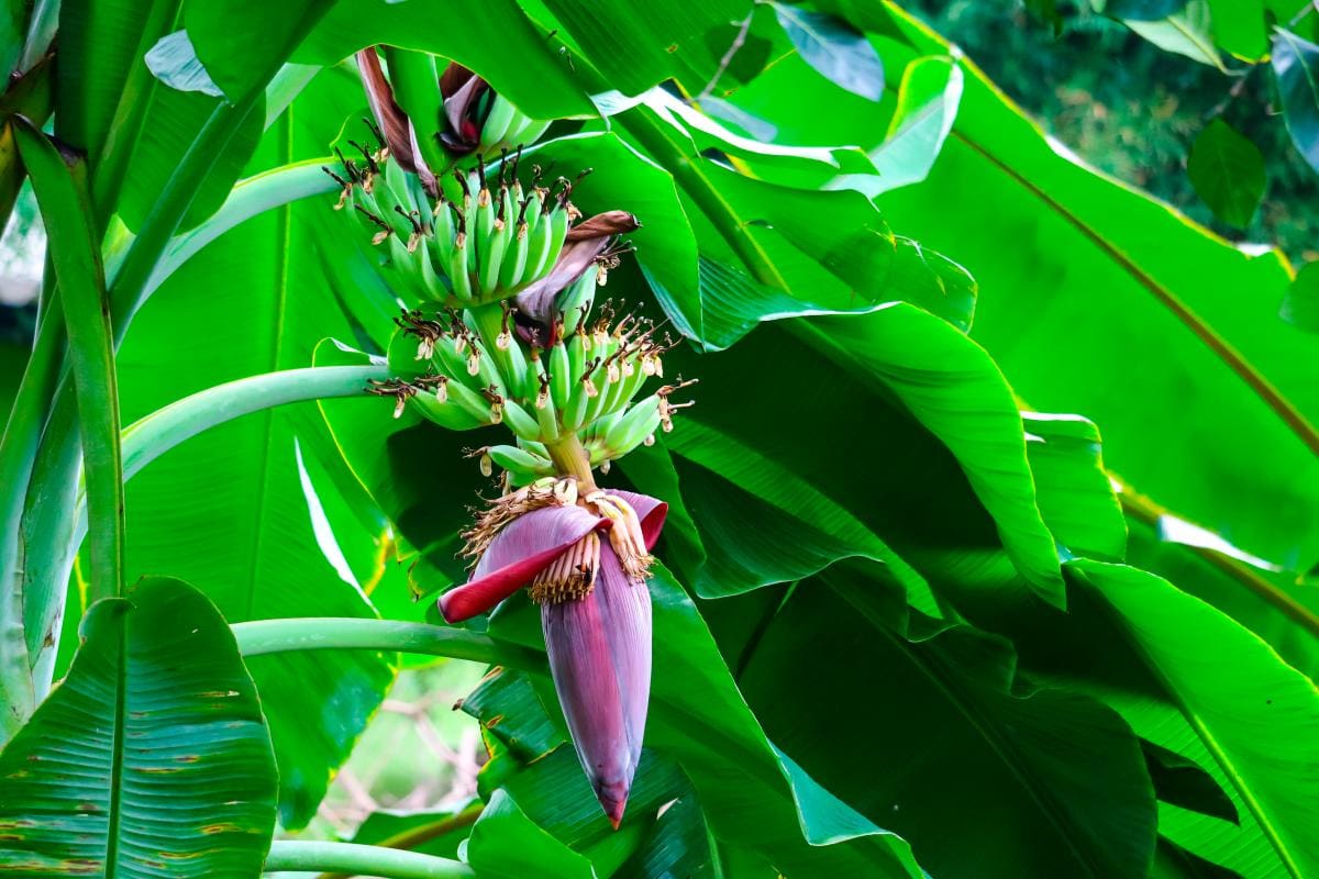 El banano y aguacate buscan sacar la cara por Colombia