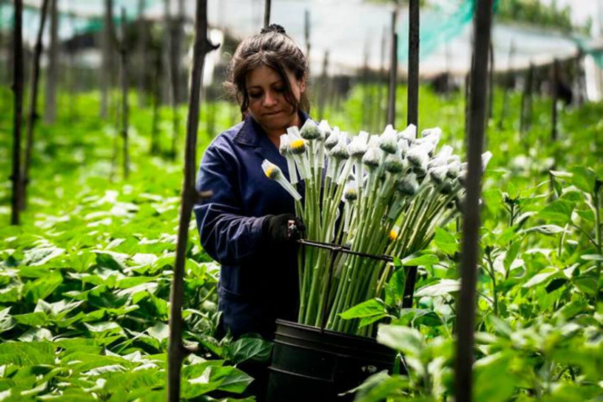 Apoyo científico de Asocolflores apoyará labores de detección de COVID-19