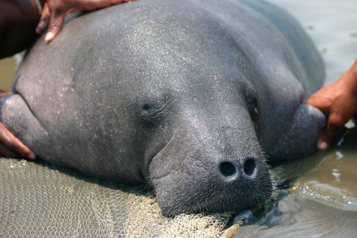 Asesinan en Tasajera a manatí liberada hace una semana en el Tayrona