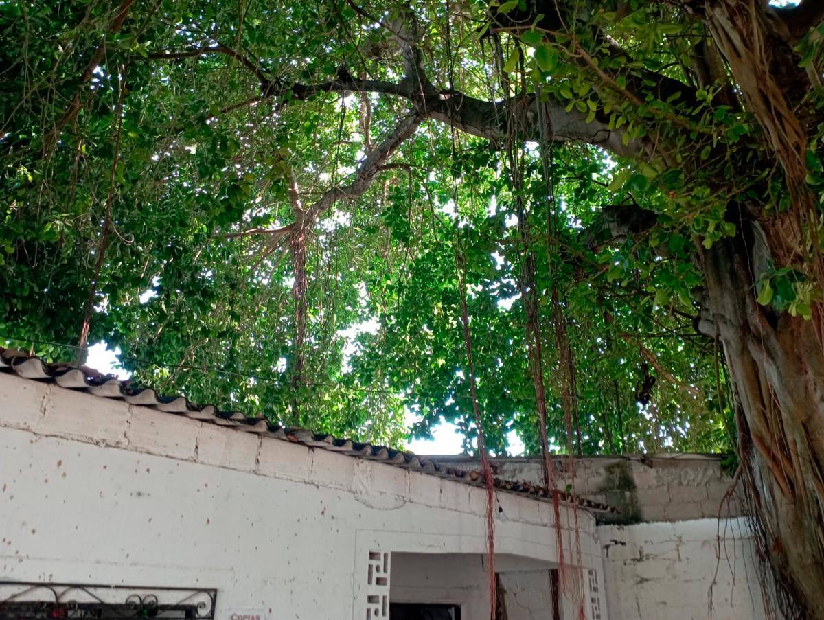 Ramas de un palo de caucho en la calle San Fernando. //Cortesía