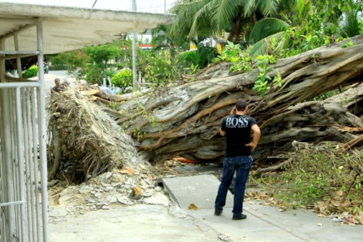 Cartagena: EPA a conocer requisitos para talar, cortar y trasladar arboles. JULIO CASTAÑO - EL UNIVERSAL -