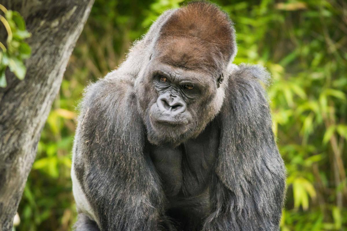 Gorilas de un zoológico de Atlanta dan positivo por COVID-19