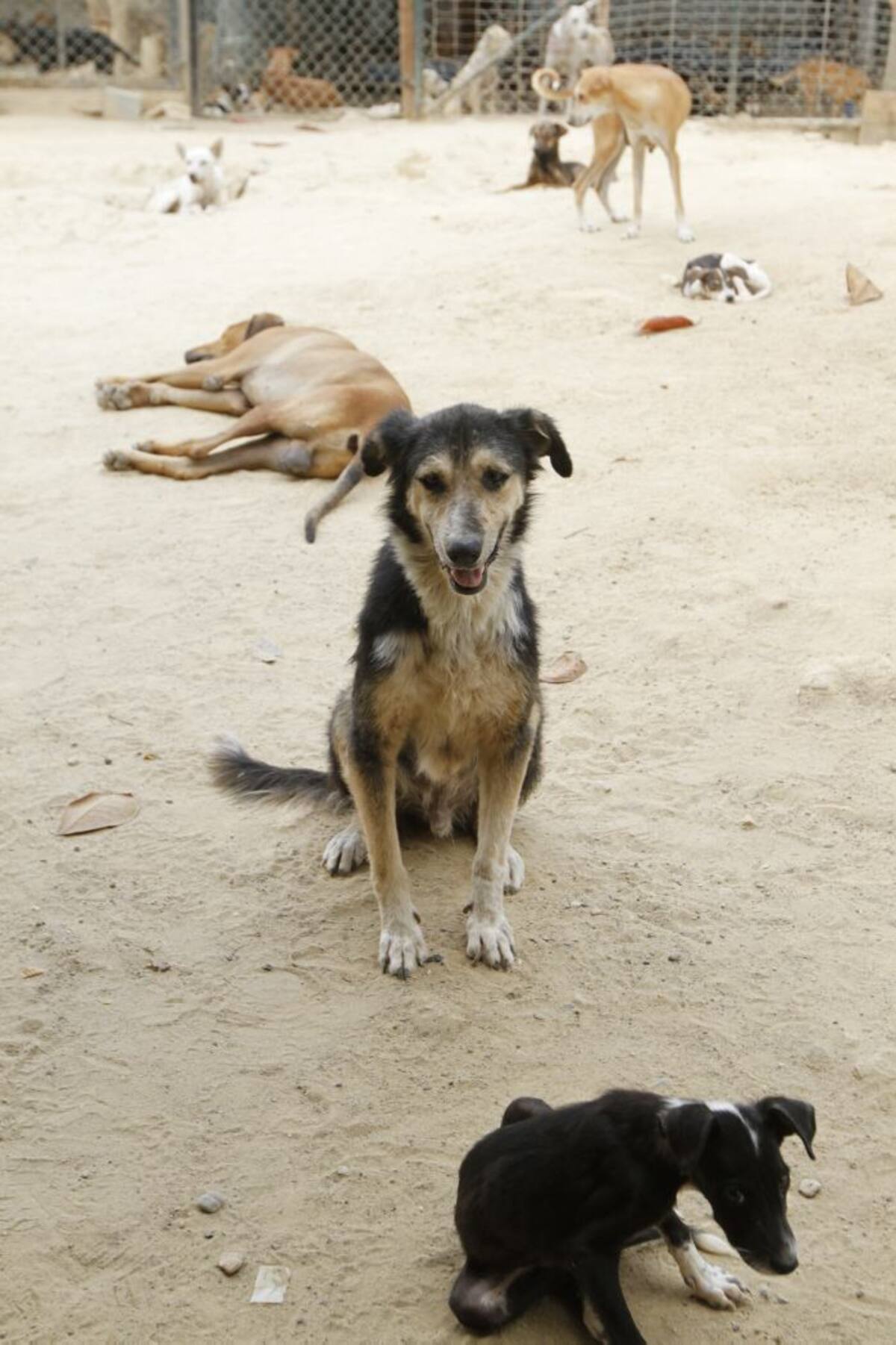 Más de 200 perros y unos 150 gatos habitan en el refugio de la Fundación Frad, en Turbaco. //Foto Julio Castaño-El Universal.