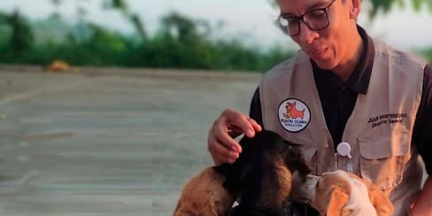 Animales callejeros en Cartagena: ¿quién podrá defenderlos?